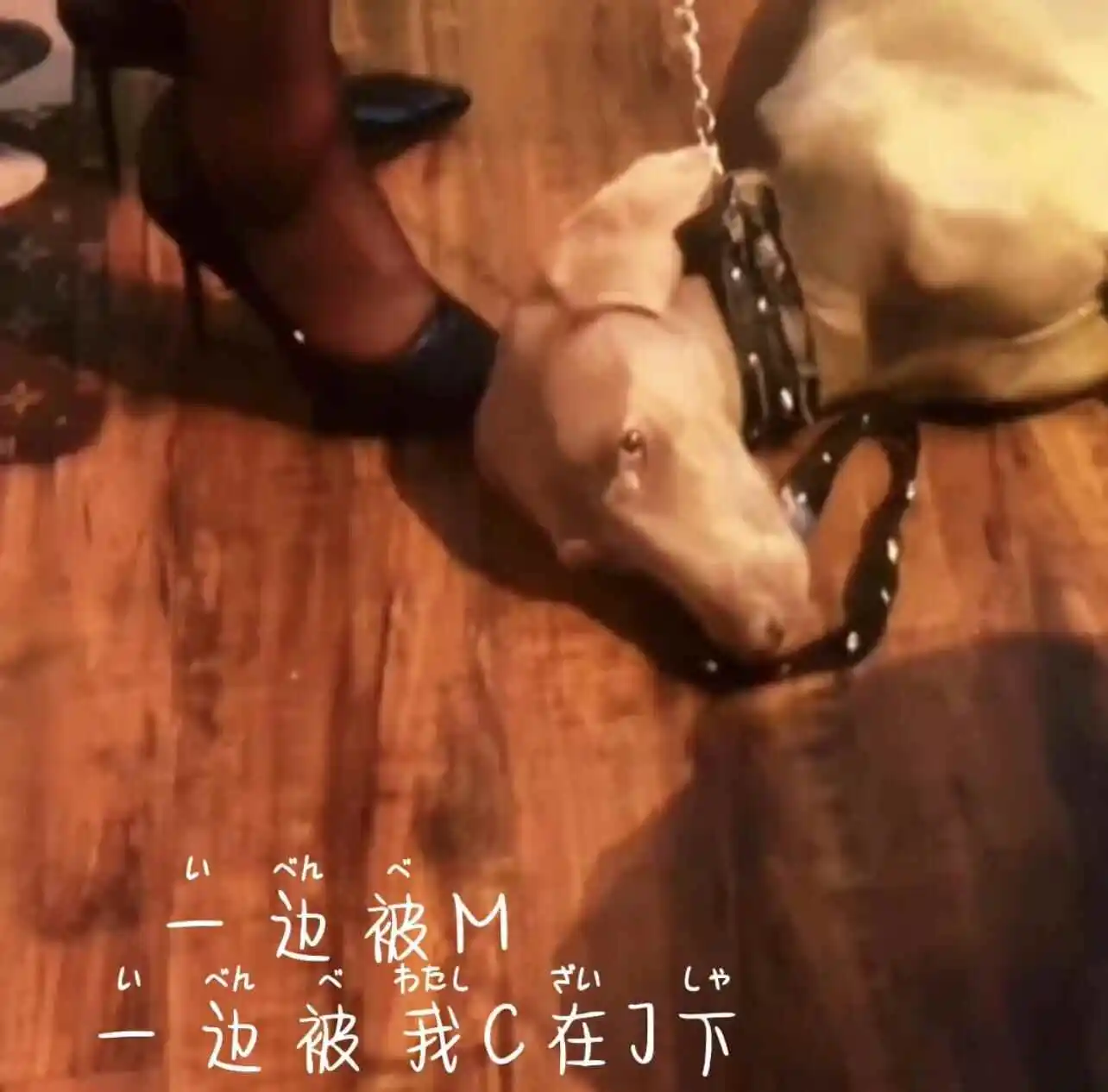西檬之家s属性是什么意思?字母圈新人入门 一